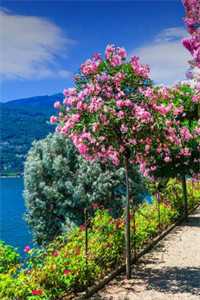 偏执反派囚禁我，社恐求之不得